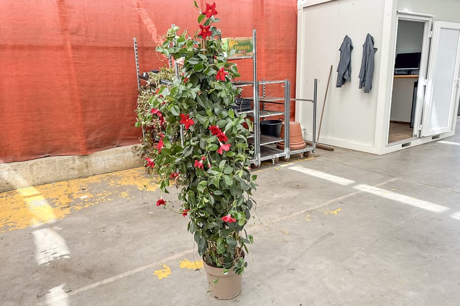 Grünpflanze Dipladenia